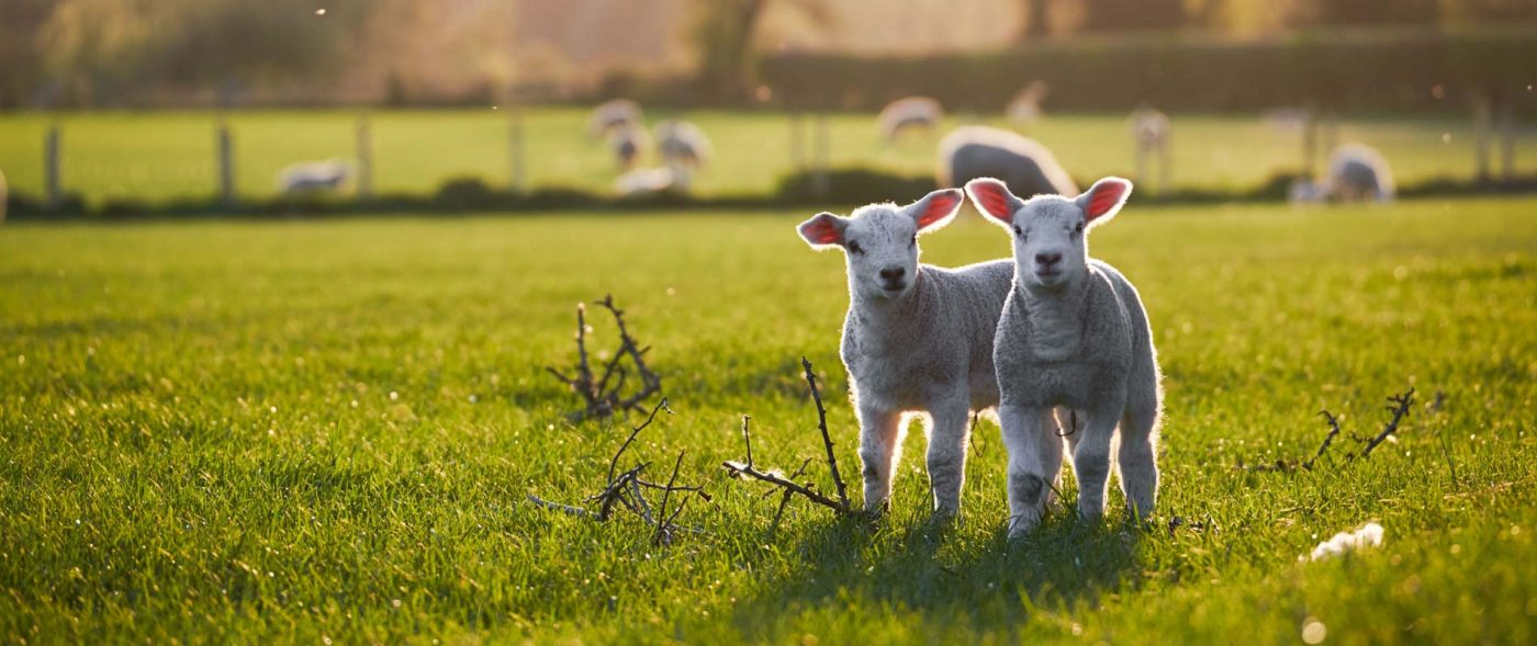 Kington Farm Supplies Sping Lamb Background